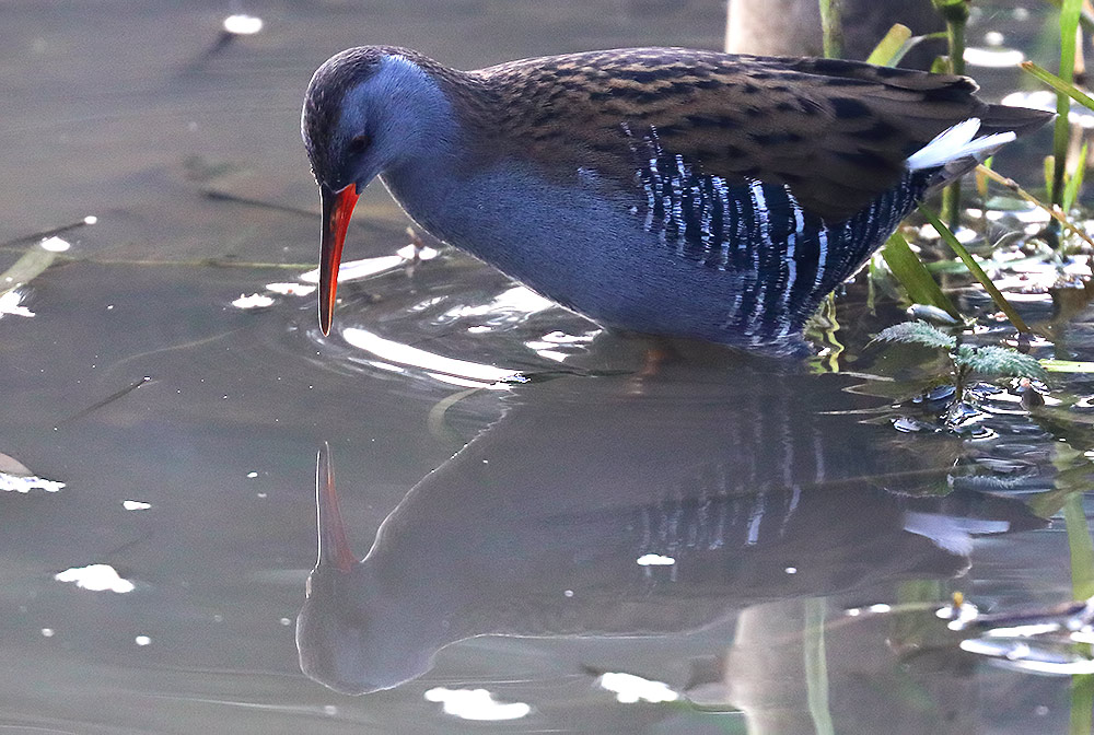 water rail